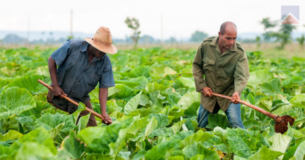 El proyecto, que cuenta con un financiamiento de 20 millones de euros, persigue incrementar de forma sostenible la producción de alimentos de calidad para responder a la demanda local.