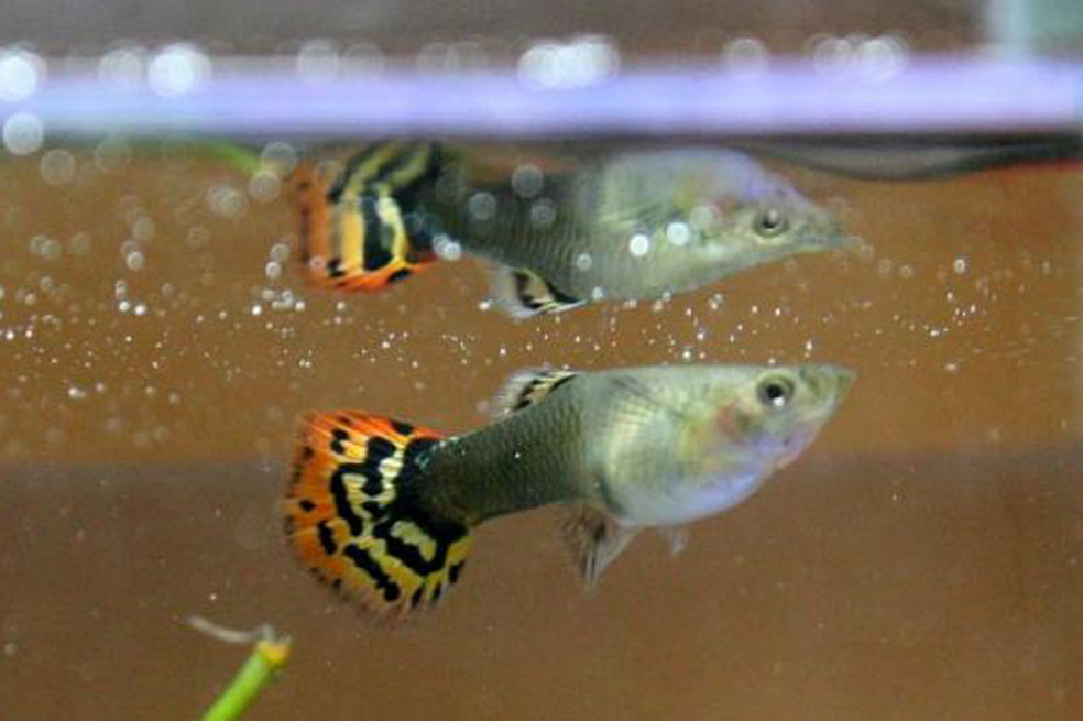 La generalización de esta variante, económica y efectiva, en tanto un solo guppy devora entre 60 y 150 larvas del dañino insecto en 24 horas.