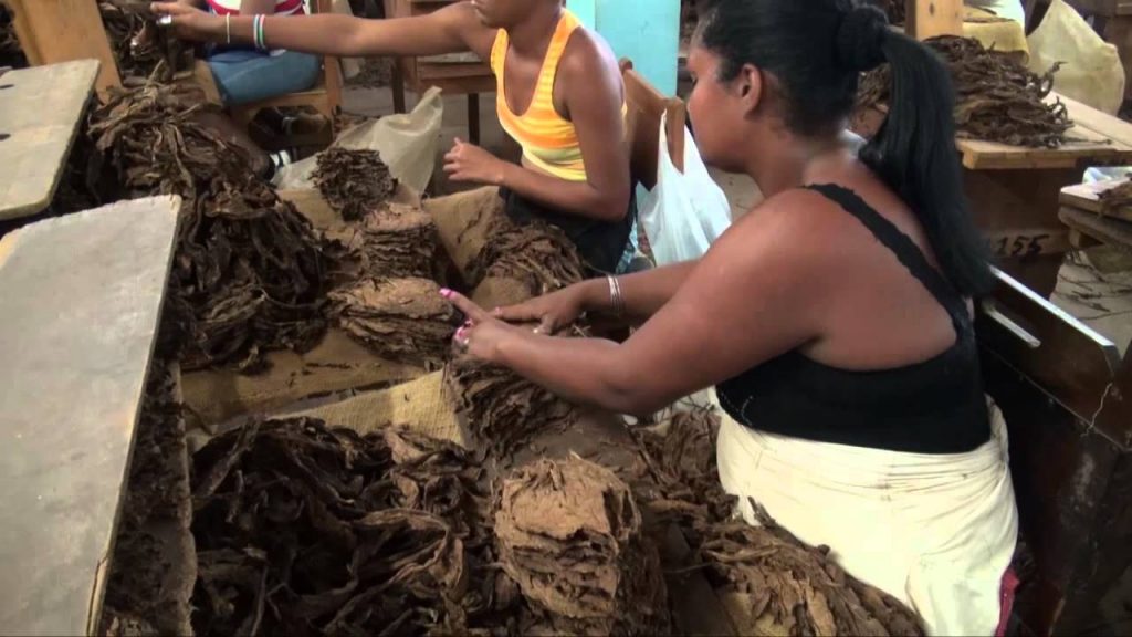 El programa de desarrollo del sector ha permitido sobrepasar las 30 000 toneladas de la hoja en las últimas tres campañas y disponer de la materia prima necesaria para la industria, e incluso para retomar la exportación de tabaco en rama trechado.