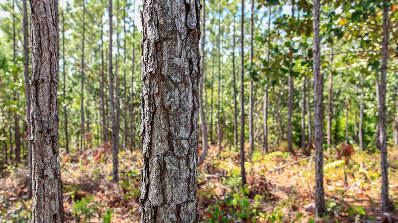 En la mañana de HOY se dio a conocer la nómina de los cachorros holguineros rumbo a la Serie 61 del Béisbol cubano, desde la Ciudad de los Parques establecemos comunicación con el colega Vladimir Marrero quien nos trae detalles, BUENAS TARDES Vladimir adelante...